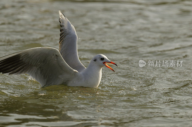 冬季黑头鸥(Larus ridibundus)